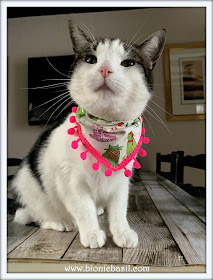 Real Man Cats Wear PINK - Melvyn Modelling at BBHQ ©BionicBasil® The Sunday Selfies