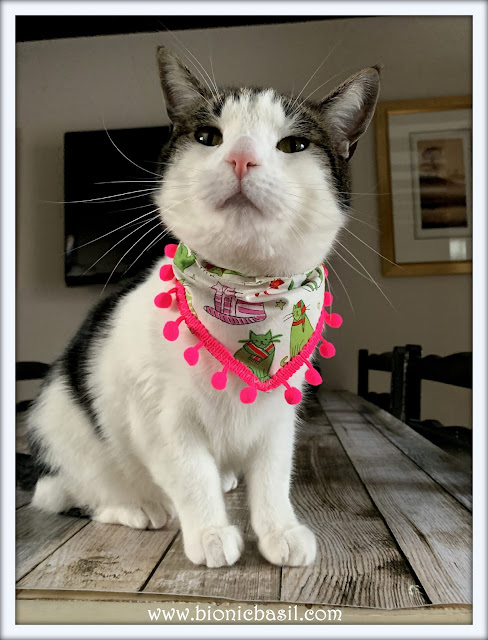 Real Man Cats Wear PINK - Melvyn Modelling at BBHQ ©BionicBasil® The Sunday Selfies