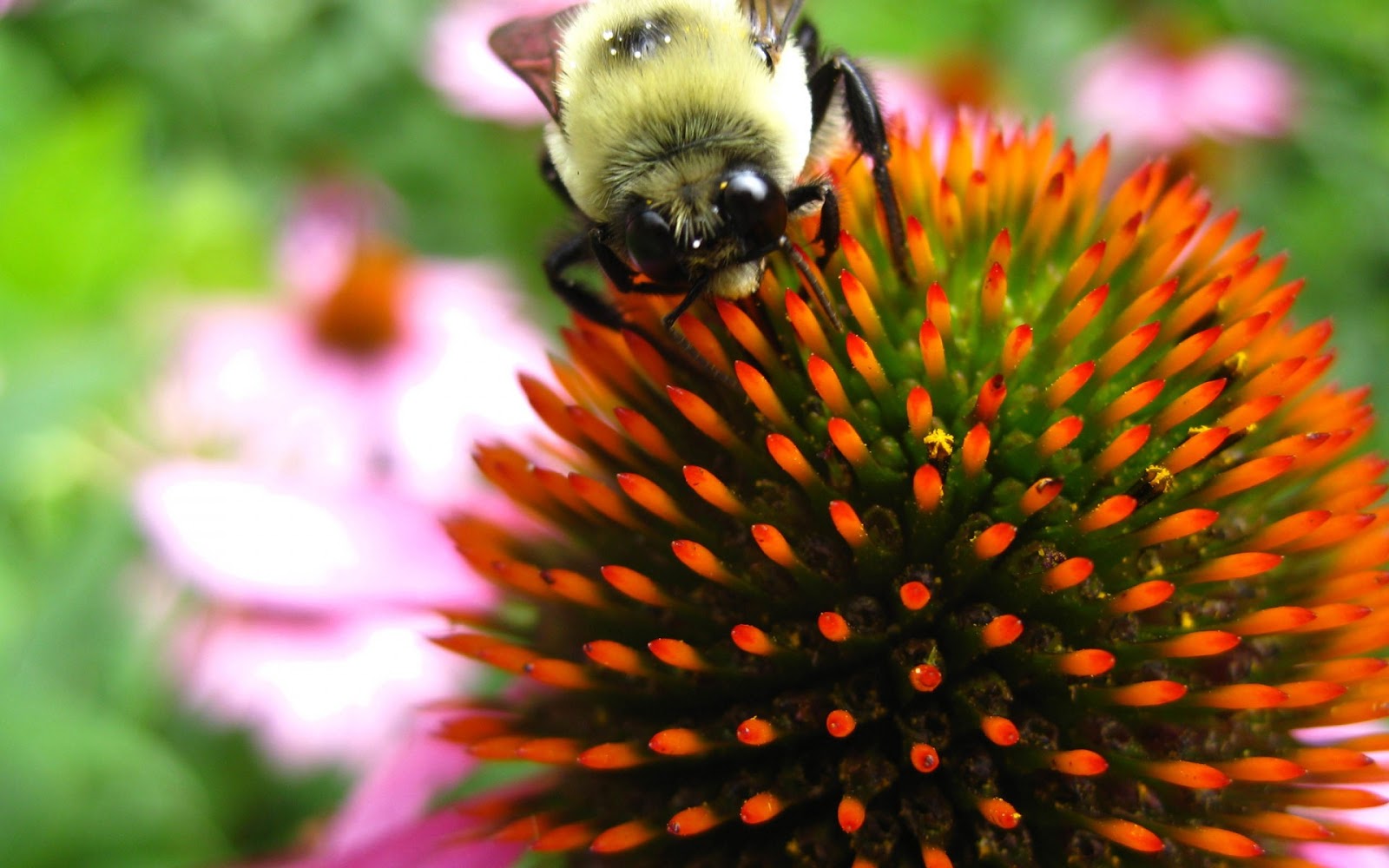 Red Flowers Bee Full HD Desktop Wallpapers 1080p