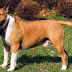 Bull Terrier Puppies Information Care And Training