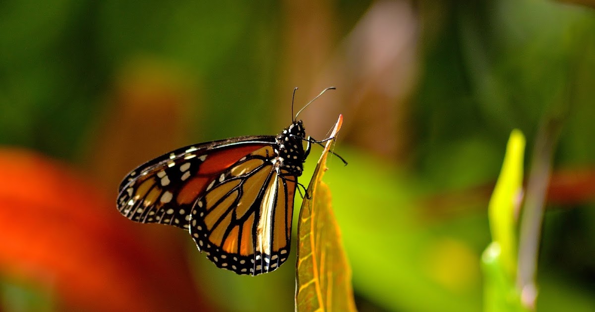 Mariposas