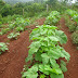 Okra cultivation