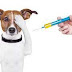 Ποιά είναι τα υποχρεωτικά εμβόλια για τον σκύλο και την γάτα;...