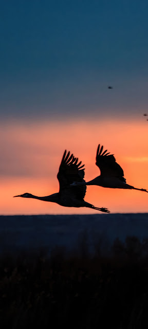 صورة طيور مهاجرة تطير عند غروب الشمس بجودة عالية 4K