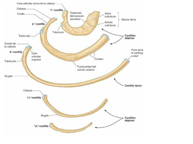 VISIÓN GENERAL DEL TÓRAX Y PARED TORÁCICA