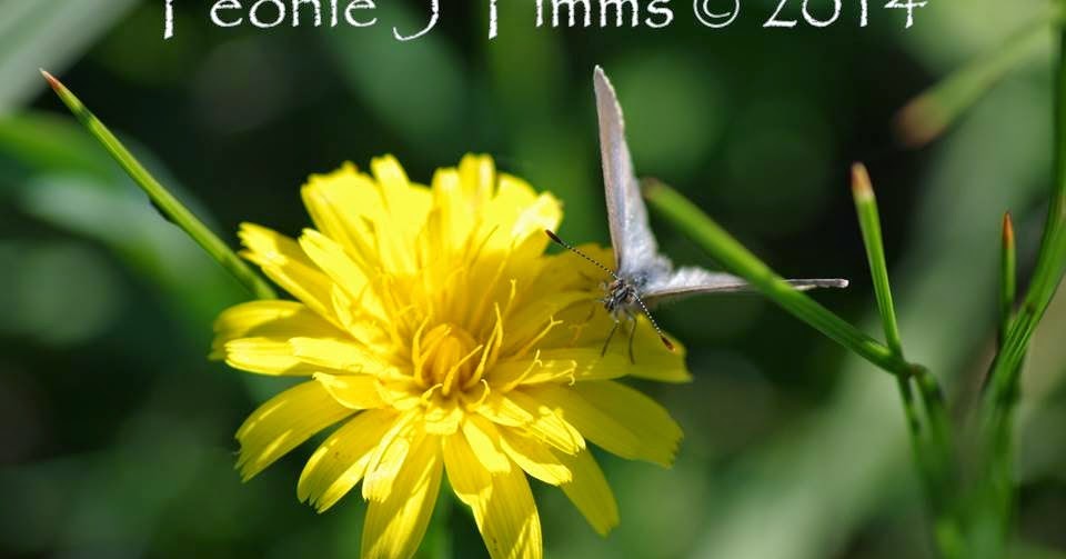 Story Time Crochet Waurn Ponds Creek