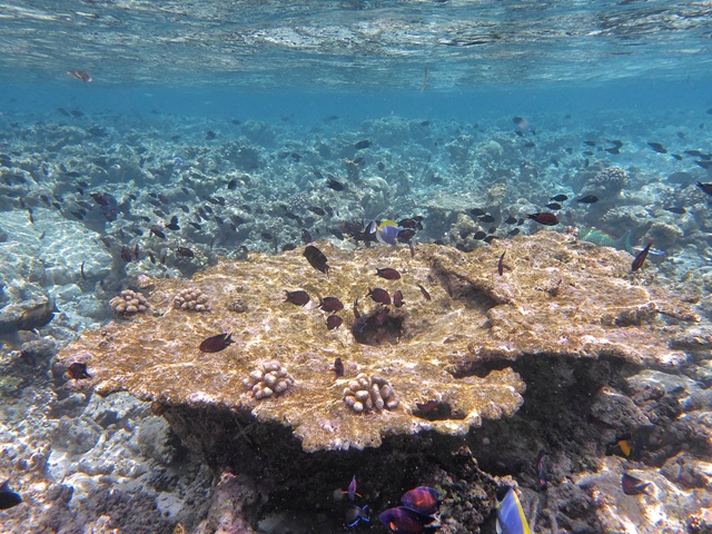 Snorkel en arrecife