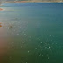 Το πέταγμα των γλάρων στη λίμνη Παραλίμνη