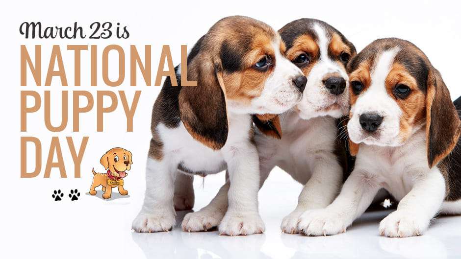 National Puppy Day Wishes for Whatsapp National Puppy Day Wishes for Whatsapp