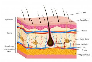 oily / greasy hair | Sebaceous glands