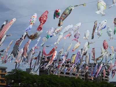 【大阪府高槻市】芥川桜堤公園の上空を泳ぐ約1000匹のこいのぼり