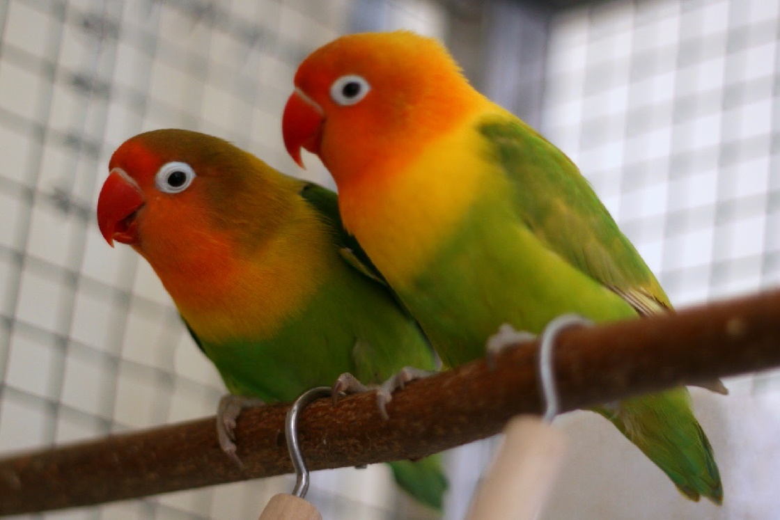 Kupas Tuntas Burung Lovebird: Ciri-ciri Lovebird Jantan Dan Betina Yang