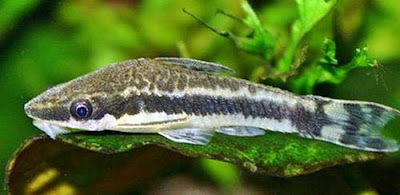 Ikan OTO (Otocinclus Affinis) Gambar Ikan OTO (Otocinclus Affinis)