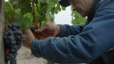 Colheita uvas feita mão produção champanhe