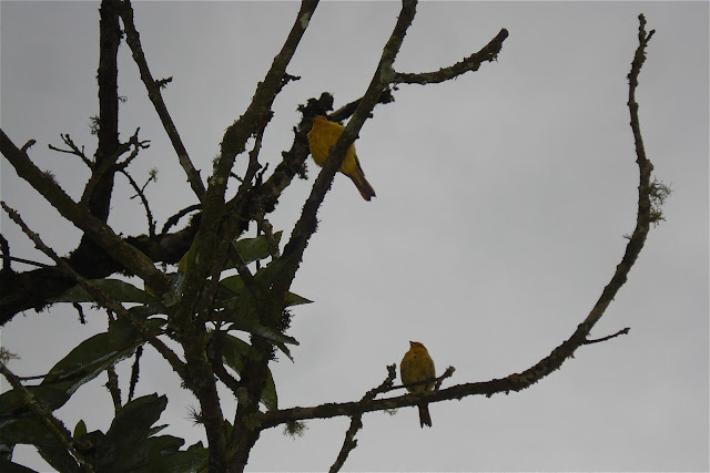 Canários em Visconde de Mauá, foto de Marcelo Migliaccio