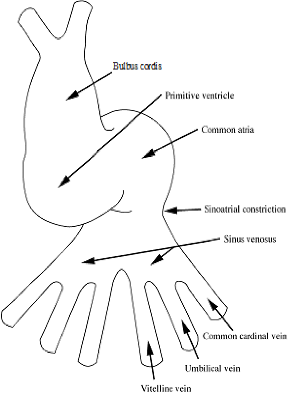 Physiology at your fingertips: DEVELOPMENT OF THE HEART