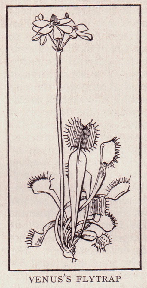 Рисунки мухоловка венерина мухоловка