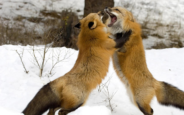 Animal wallpaper of two fighting foxes