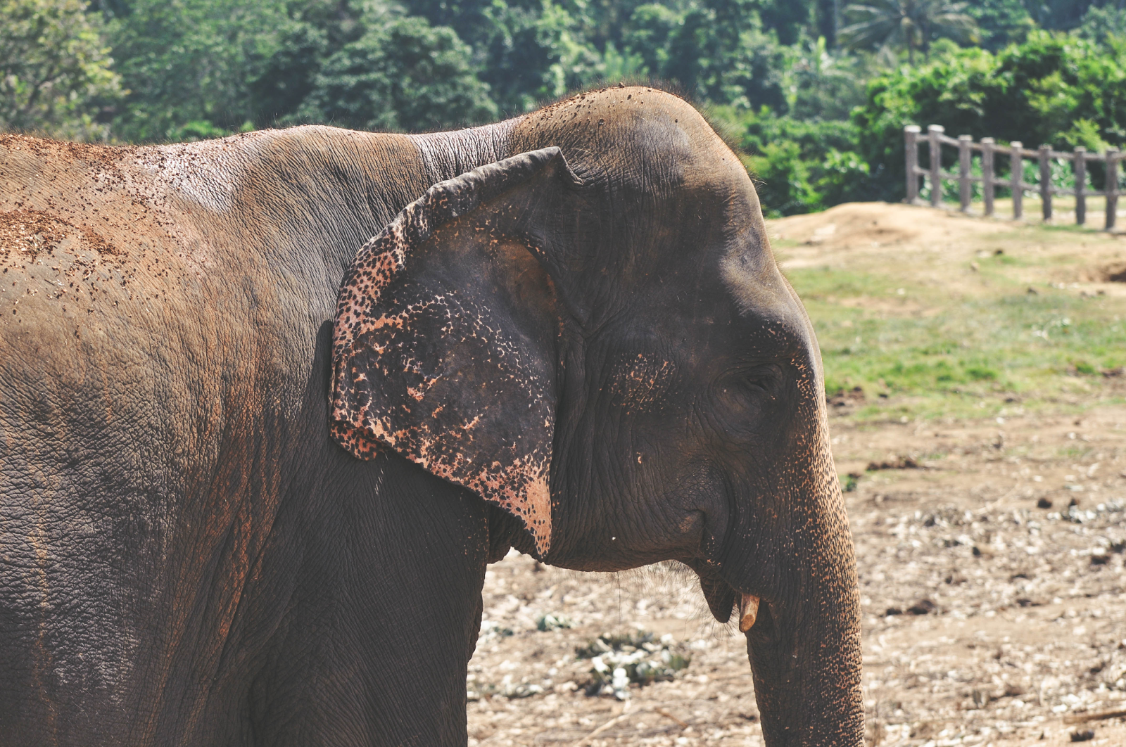 Sri Lanka Pinnawala Elephant Orphanage