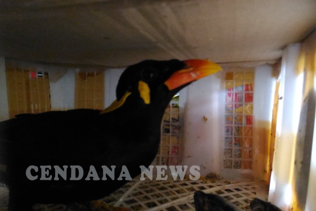 Bkp Bakauheni Amankan Tiga Ekor Satwa Dilindungi Cendana News