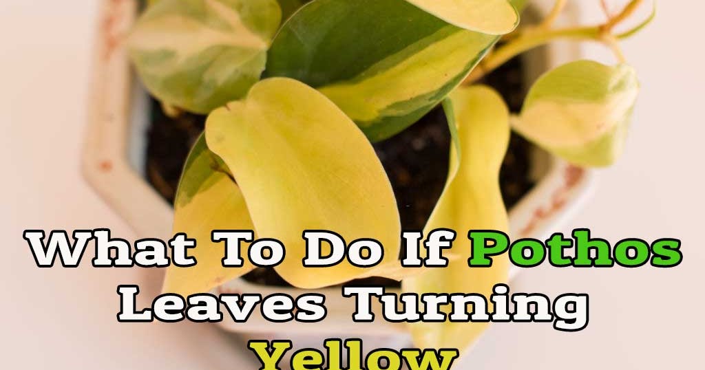 What To Do If Pothos Leaves Turning Yellow
