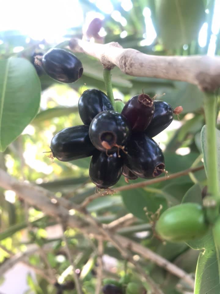 Java Plum season in Cambodia