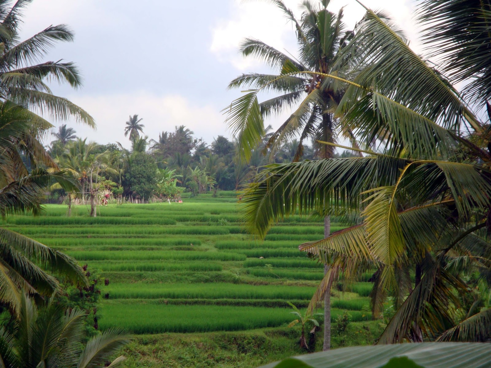 Souvenirs de Bali et Lombok : Sur la route des rizières en terrasses de ...