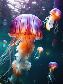 اجمل خلفية ايباد قناديل البحر ، خلفيات حيوانات مائية 4K