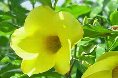 Manfaat Bunga Allamanda Cathartica Bagi Kesehatan