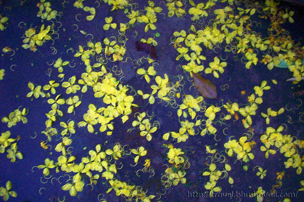 Kanikonna / Konnapoo - The Vishu Special Flower | My Travelogue - Indian  Travel Blogger, Heritage enthusiast & UNESCO hunter!