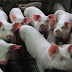 أمعاء الخنزير التي تستخرج منها مادة الببسين الأساسية في تصنيع البيبسي ! 