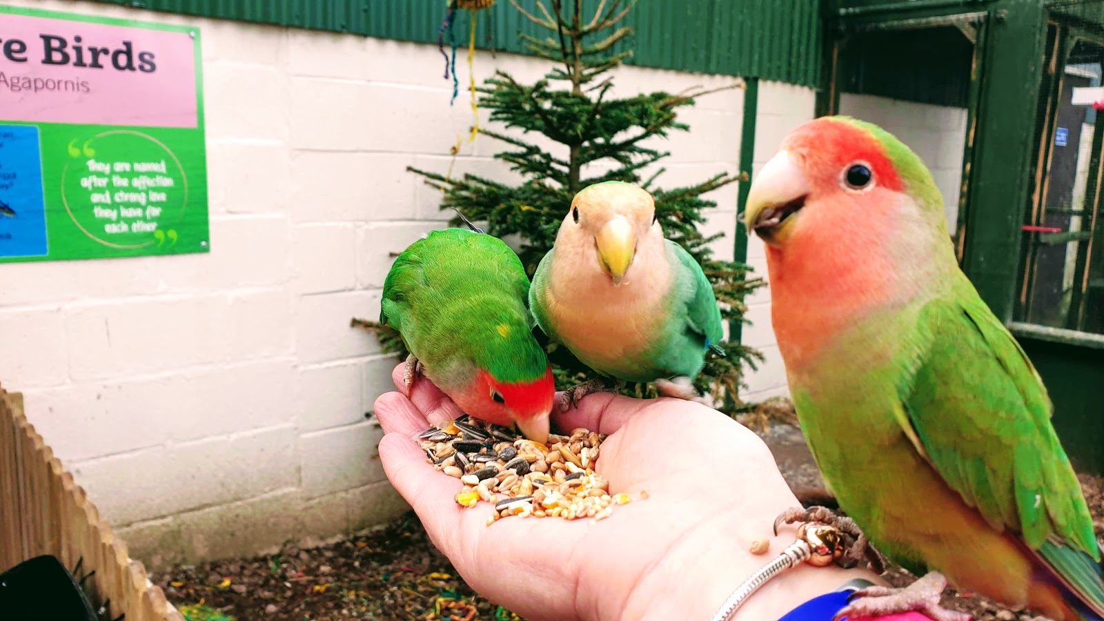 Beautiful colourful birds