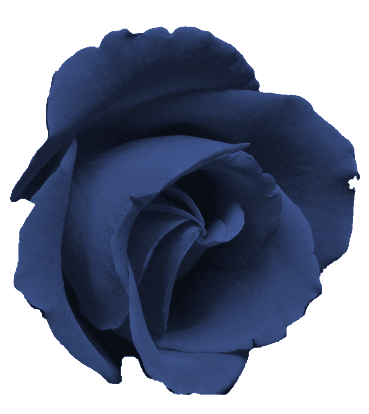 clip art purple rose - photo #31