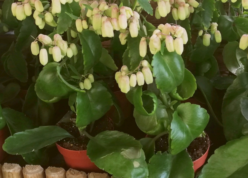 Plantas y flores Kalanchoe 'Magic Bell'