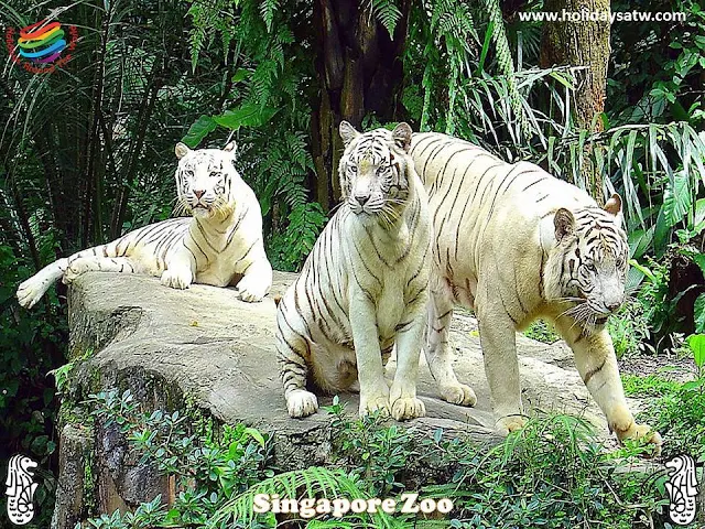 Things to do in Singapore Zoo