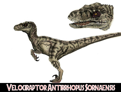 The sorna: Velociraptor Antirrhopus Sornaesis (F)