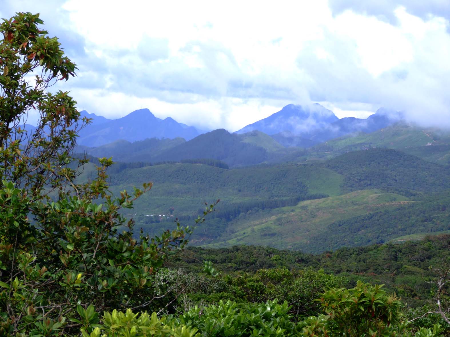 Science And Technology Forests In Our Earth Montane Forest