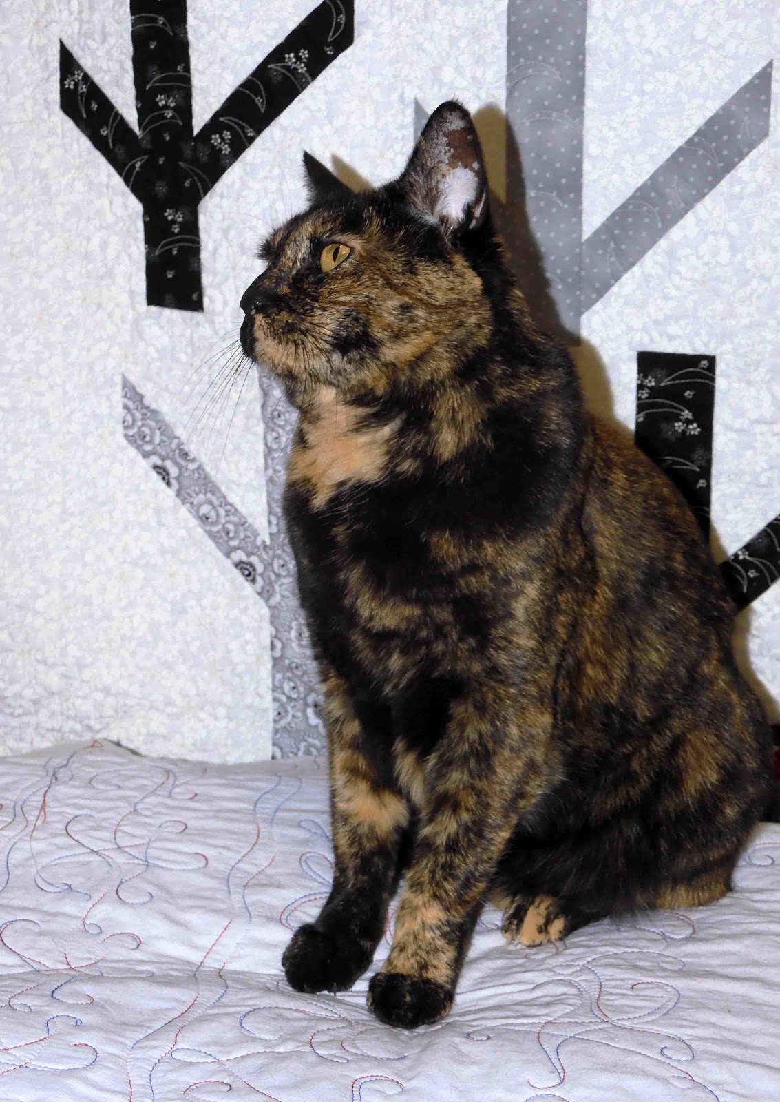 Cat Patches A Horse with No Tail