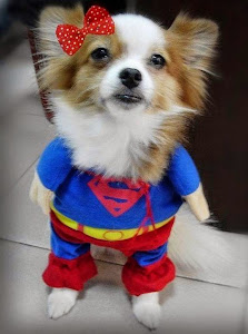 8 cute and fun costume idea for your dogs 