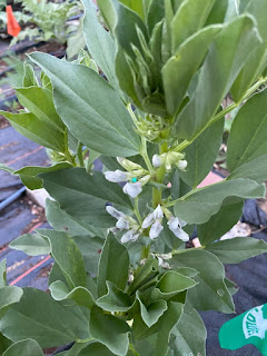 Fava Bean Plant