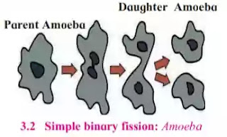 Simple binary fission class 10