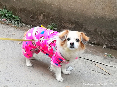 日々のネパール情報 ネパールにもいる 服を着た犬