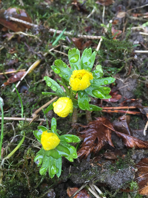 Der Garten Im Februar Sunnys Haus