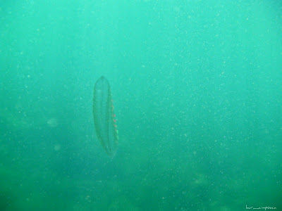 Marea Neagra Black Sea underwater images poze subacvatice warty comb jelly or sea walnut (Mnemiopsis leidyi)Bolinopsidae Loba