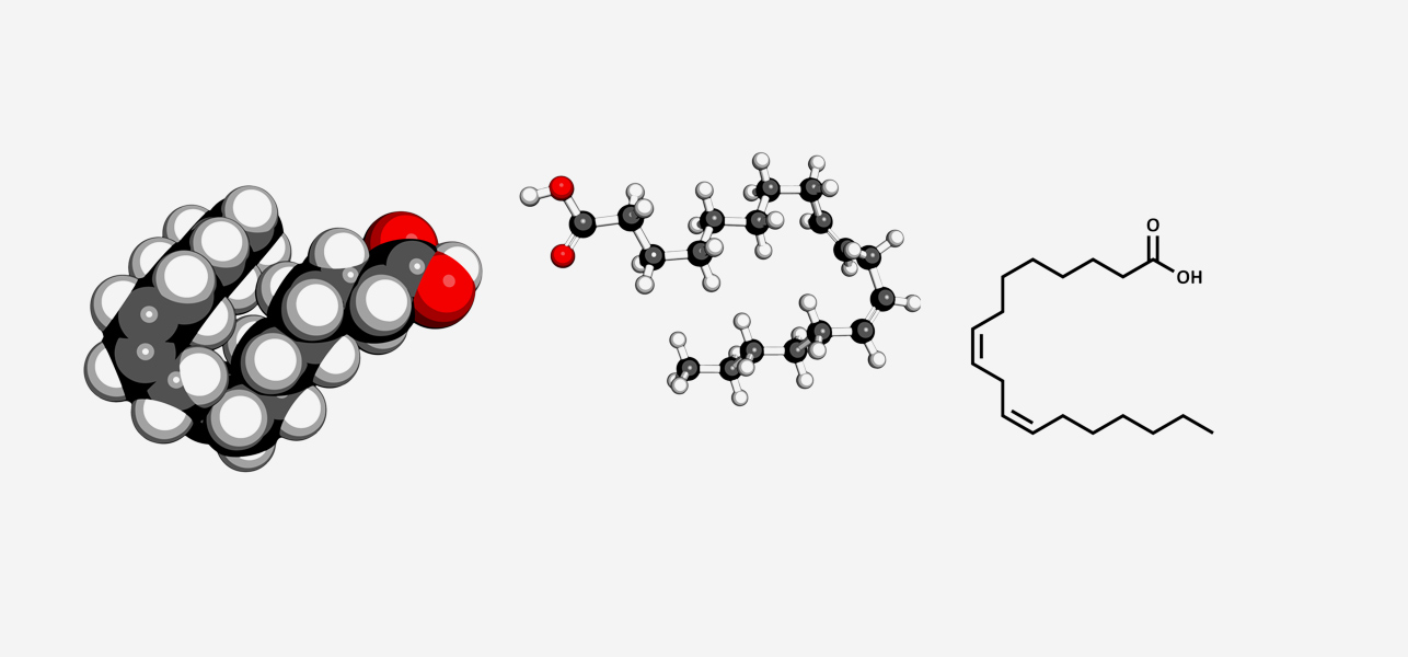 What Are Omega 6 Fatty Acids And What Is Their Importance? Family