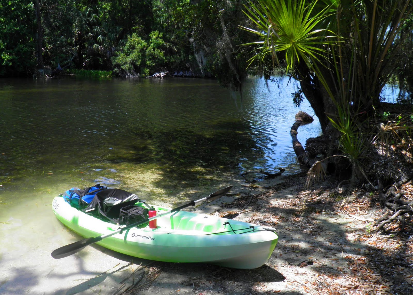 Views From Our Kayak Salt Springs Run