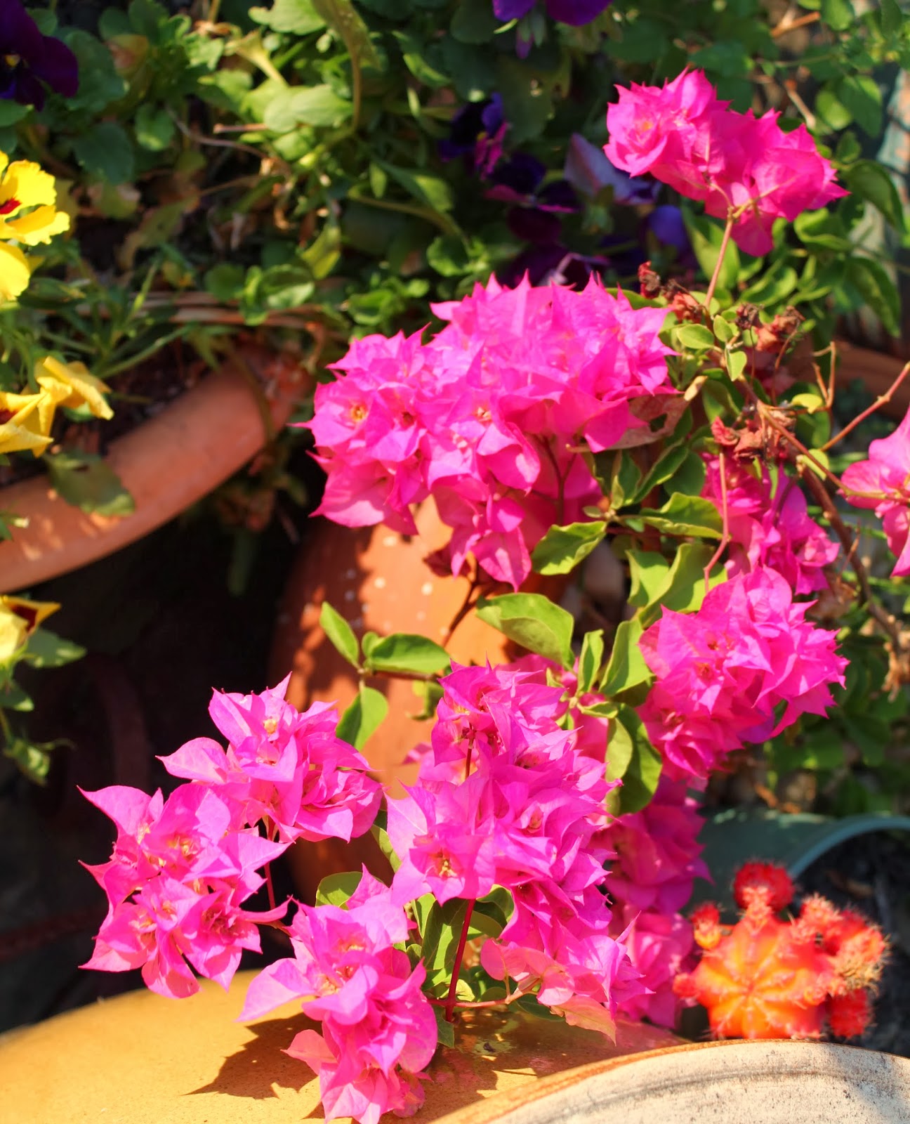 Florez Nursery Two double Bougainvilleas