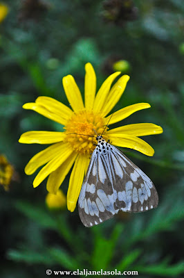 Baguio Botanical Garden