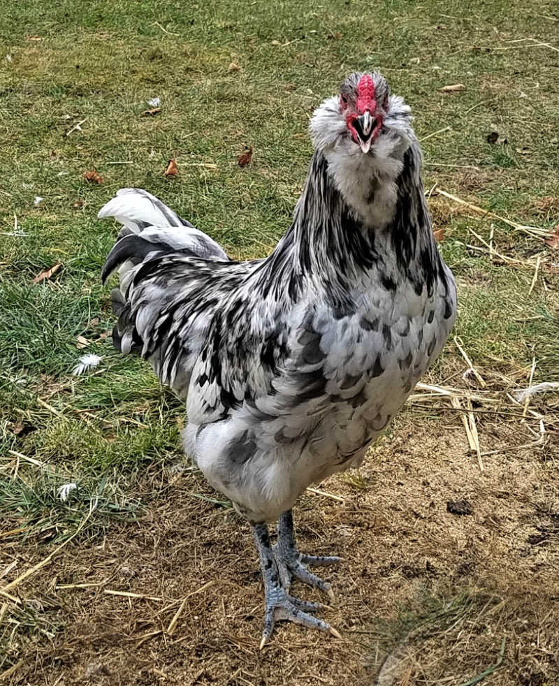 Why I Don't Keep a Rooster in My Chicken Flock Fresh Eggs Daily® with