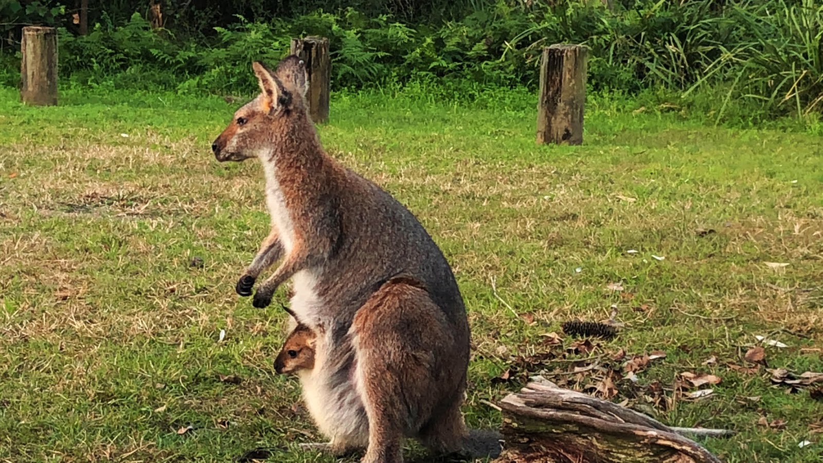 Samica kangura z dzieckiem w torbie, Australia 